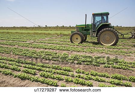 Tractor in field, Florida, United States View Large Photo Image Stock Photo - Tractor in field, Florida, United States. Fotosearch
