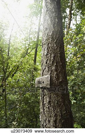 Trail sign on tree in forest View Large Photo Image Stock Photo - Trail sign on tree in forest. Fotosearch