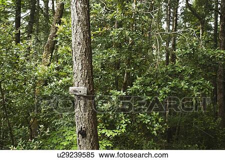 Trail sign on tree in forest View Large Photo Image Stock Photography - Trail sign on tree in forest. Fotosearch