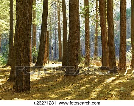 Stock Image - Tranquil forest scene. Fotosearch