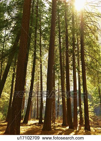 Tranquil forest scene View Large Photo Image Stock Photo - Tranquil forest scene. Fotosearch