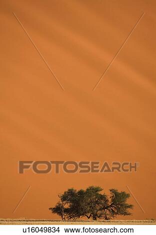 Picture - Tree in front of sand dune, Namib Desert, Namibia, Africa. Fotosearch