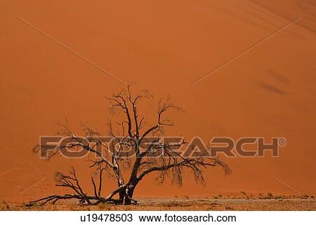Stock Image - Tree in front of sand dune, Namib Desert, Namibia, Africa. Fotosearch