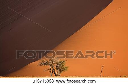 Tree in front of sand dune, Namib Desert, Namibia, Africa View Large Photo Image Stock Photo - Tree in front of sand dune, Namib Desert, Namibia, Africa. Fotosearch