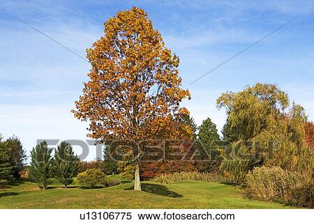 Tree with autumn leaves View Large Photo Image Stock Photography - Tree with autumn leaves. Fotosearch