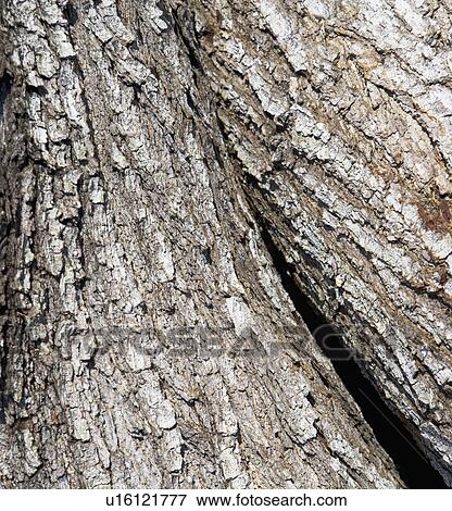 trees/ bark View Large Photo Image Stock Photo - trees/ bark. Fotosearch