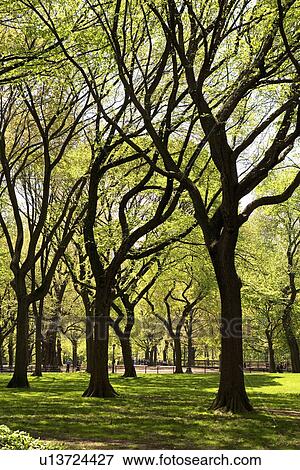 Trees in Central Park, New York, United States View Large Photo Image Stock Photo - Trees in Central Park, New York, United States. Fotosearch