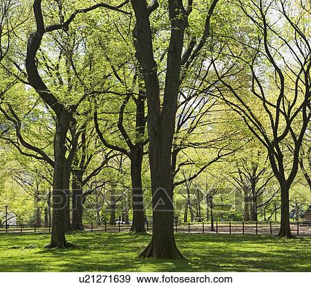 Trees in Central Park, New York, United States View Large Photo Image Stock Photo - Trees in Central Park, New York, United States. Fotosearch