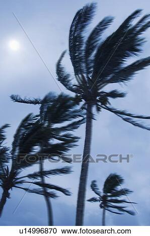 Stock Image - Tropical storm blowing palm trees, Bermuda. Fotosearch