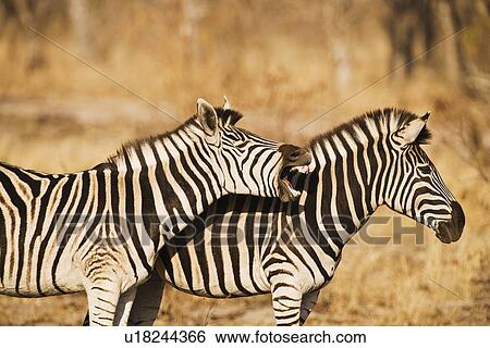 Stock Photograph - Two zebras standing in grass. Fotosearch