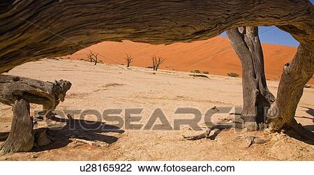 Stock Image - View under dead tree, Namib Desert, Namibia, Africa. Fotosearch