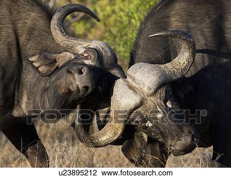 Water buffalo locking horns View Large Photo Image Stock Image - Water buffalo locking horns. Fotosearch