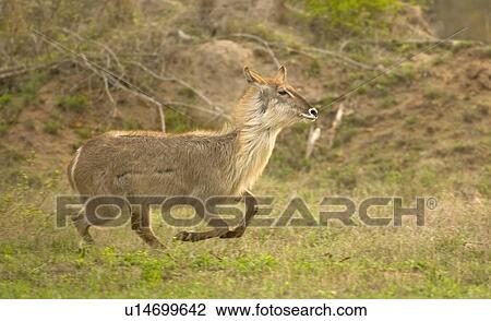 Stock Image - Waterbuck running, Greater Kruger National Park, South Africa. Fotosearch