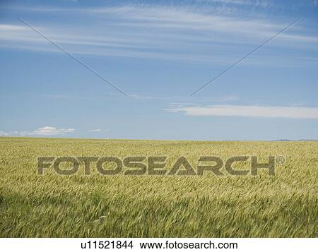 Wheat field and sky View Large Photo Image Picture - Wheat field and sky. Fotosearch