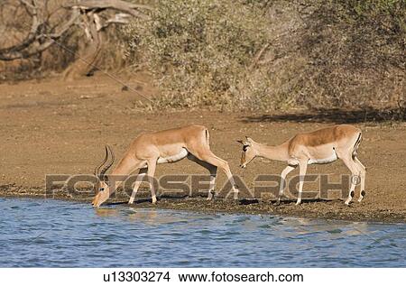 Wild impalas drinking from lake View Large Photo Image Picture - Wild impalas drinking from lake. Fotosearch