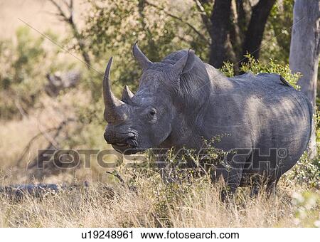 Wild rhinoceros standing in tall grass View Large Photo Image Stock Image - Wild rhinoceros standing in tall grass. Fotosearch