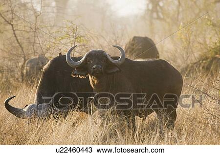 Wild water buffalo grazing View Large Photo Image Stock Image - Wild water buffalo grazing. Fotosearch