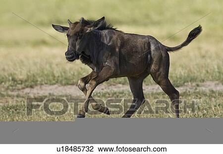 Wildebeest running in grass View Large Photo Image Stock Image - Wildebeest running in grass. Fotosearch