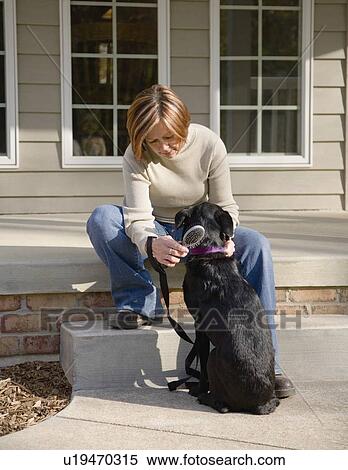 Woman brushing dog View Large Photo Image Stock Photography - Woman brushing dog. Fotosearch