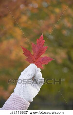 Woman holding autumn leaf View Large Photo Image Stock Photo - Woman holding autumn leaf. Fotosearch