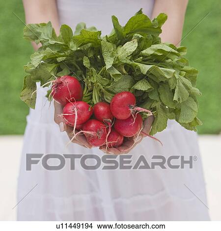 Picture - Woman holding fresh radishes. Fotosearch