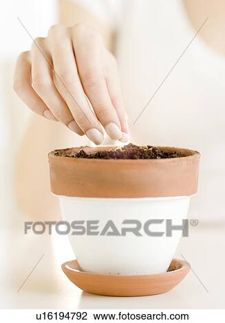 Woman planting seed in pot View Large Photo Image Stock Image - Woman planting seed in pot. Fotosearch