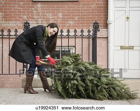 Woman pulling Christmas tree on urban sidewalk View Large Photo Image Stock Image - Woman pulling Christmas tree on urban sidewalk. Fotosearch