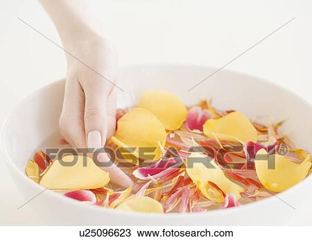 Woman with hand in bowl of water and flower petals View Large Photo Image Stock Image - Woman with hand in bowl of water and flower petals. Fotosearch