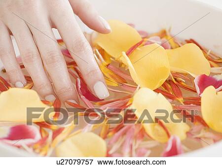 Woman with hand in bowl of water and flower petals View Large Photo Image Stock Photo - Woman with hand in bowl of water and flower petals. Fotosearch