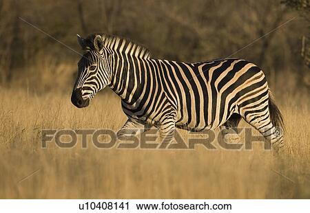 Stock Image - Zebra walking in grass. Fotosearch