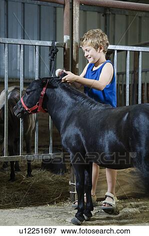 Stock Photo - Boy brushing miniature horse's mane. Fotosearch