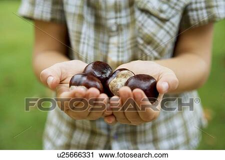 Stock Image - Boy showing handful of Conkers. Fotosearch
