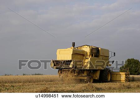 combine harvester in oat field View Large Photo Image Stock Image - combine harvester in oat field. Fotosearch