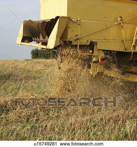 combine harvester in oat field View Large Photo Image Stock Image - combine harvester in oat field. Fotosearch
