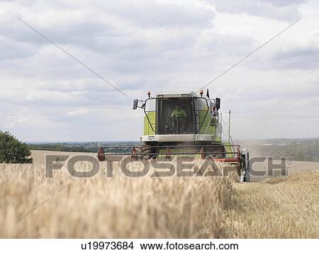 Picture - Combine Harvester In Wheat Field. Fotosearch
