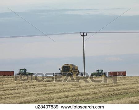 Combine Harvesting In Wheat Field View Large Photo Image Stock Photo - Combine Harvesting In Wheat Field. Fotosearch