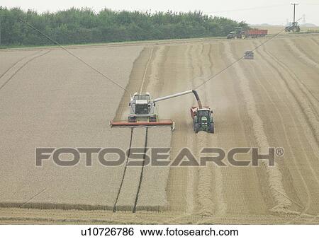 Stock Photograph - Combining In Field. Fotosearch