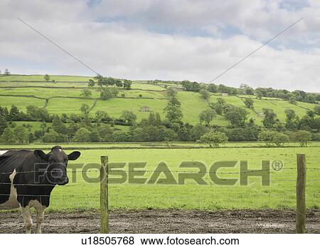 Stock Photo - Cow In Field. Fotosearch