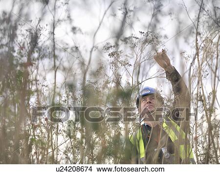 Picture - Ecologist Inspecting Plants. Fotosearch