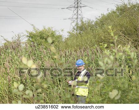 Stock Image - Ecologist Inspecting Tree. Fotosearch
