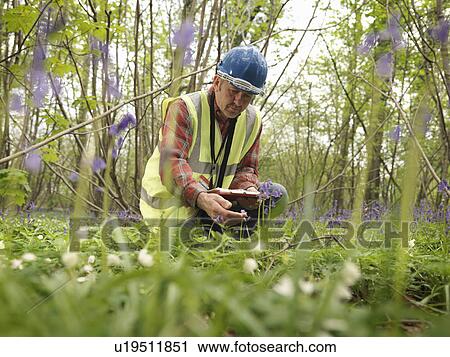 Stock Image - Ecologist With Bluebells. Fotosearch