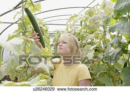 Stock Photo - farm worker assesses cucumber plant. Fotosearch