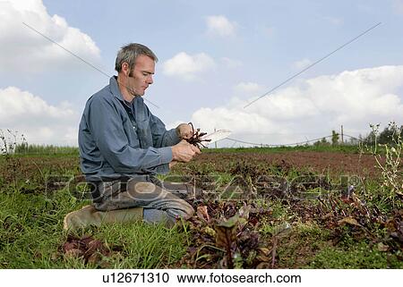 farm worker harvesting beetroots by hand View Large Photo Image Stock Image - farm worker harvesting beetroots by hand. Fotosearch