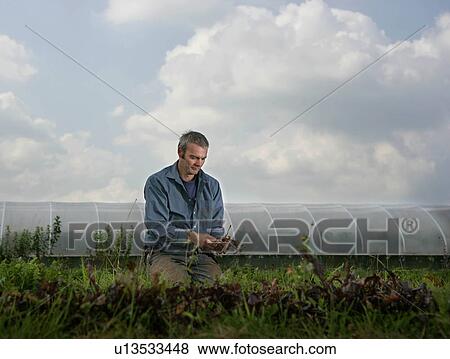 farm worker harvesting beetroots by hand View Large Photo Image Stock Photo - farm worker harvesting beetroots by hand. Fotosearch