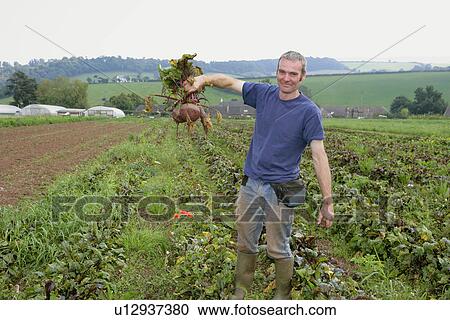 Stock Image - farm worker harvesting beetroots. Fotosearch