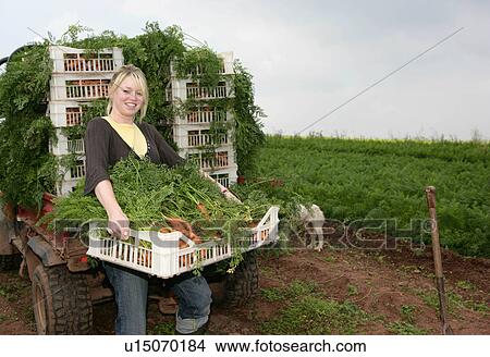Picture - farm worker harvesting carrots. Fotosearch
