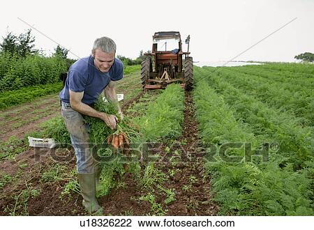 farm worker harvesting carrots View Large Photo Image Stock Image - farm worker harvesting carrots. Fotosearch