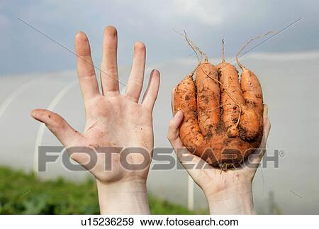 farm worker holding odd shaped carrot View Large Photo Image Stock Photo - farm worker holding odd shaped carrot. Fotosearch