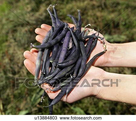 Stock Image - farm worker holds beans. Fotosearch
