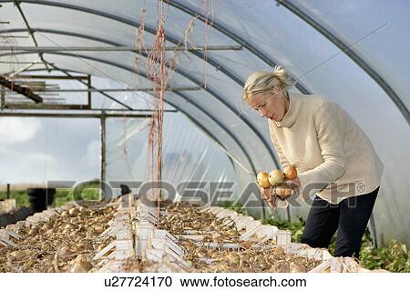 farm worker inspects onions View Large Photo Image Stock Image - farm worker inspects onions. Fotosearch